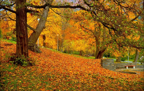 Осень, Парк, Fall, Листва, Park, Autumn, Colors, Листопад