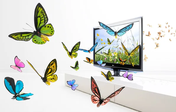 Бабочки, крылья, экран, изображение