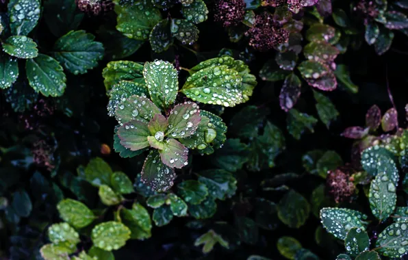 Картинка роса, листва, капли воды, water drops, dew, флора, foliage, flora