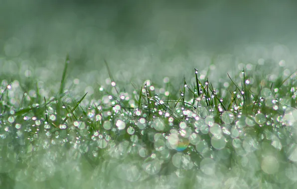 Grass, morning, drops, dew, meadow