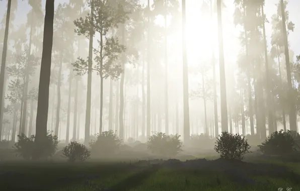 Картинка лес, солнце, деревья, природа, туман, восход, утро, кусты