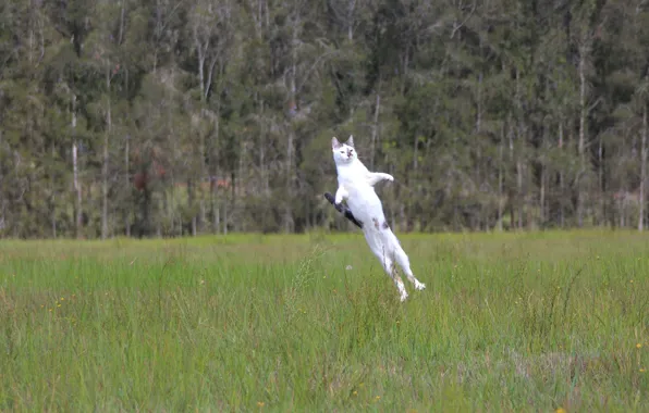 Картинка кошка, трава, кот, прыжок, луг, старт, полёт нормальный, Кот-ракета