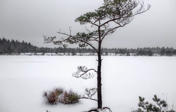 Зима, снег, природа, дерево, хвойные, заснежено