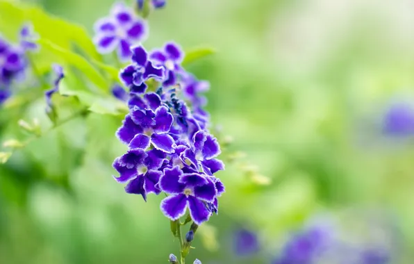 Лето, цветы, природа