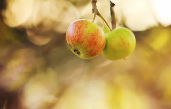 Осень, природа, яблоки