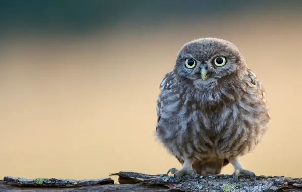 Картинка малыш, милый, размытый фон, baby, cute, совенок, owl, blurred background