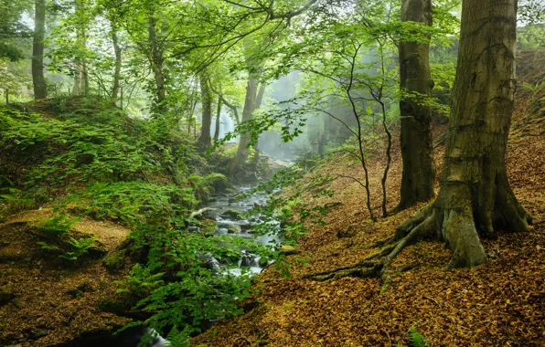 Картинка лес, ручей, дымка