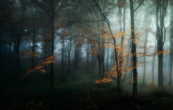 Осень, лес, деревья, природа