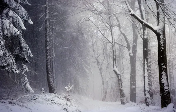 Картинка зима, лес, снег, деревья, природа, метель