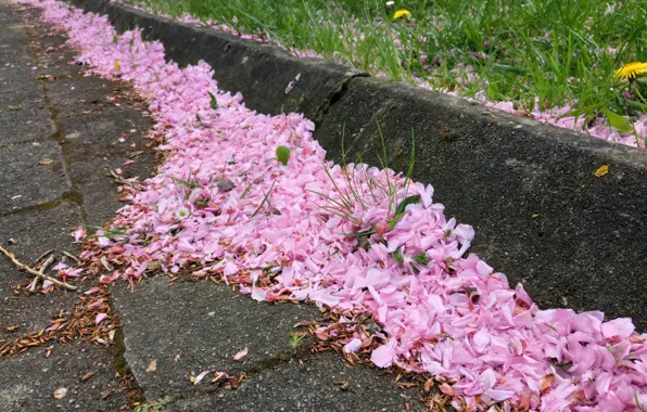 Pink, Japan, Nature, Cherry, Tree, Color, Spring, Belgium