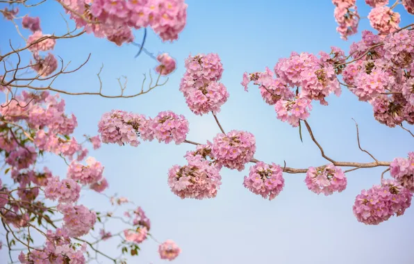 Картинка цветы, ветки, весна, розовые, цветение, pink, blossom, flowers