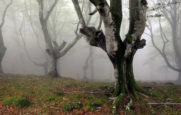 Природа, туман, дерево