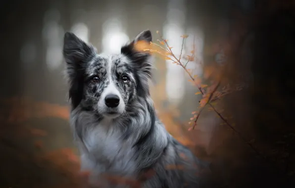 Картинка осень, взгляд, морда, ветки, собака, боке, Бордер-колли