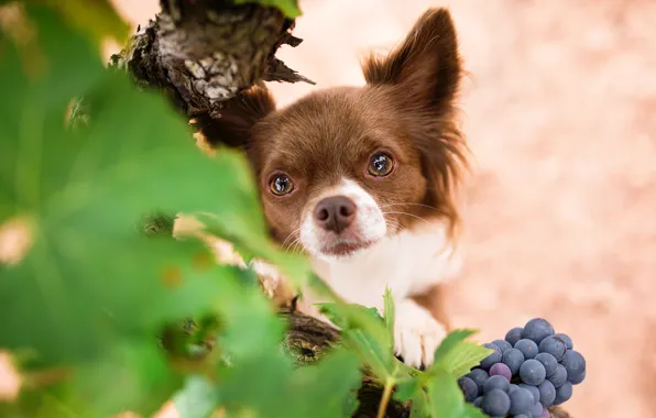 Взгляд, собака, мордочка, виноград, чихуахуа