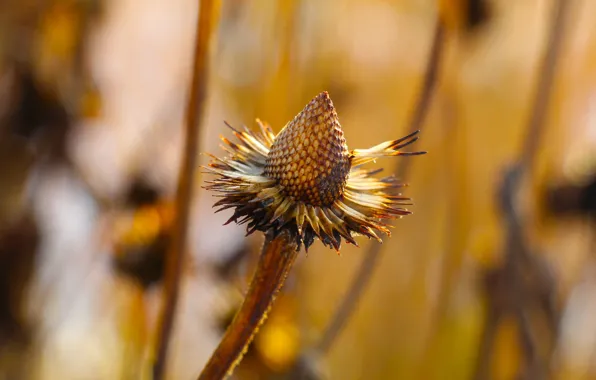 Field, dry, seeds