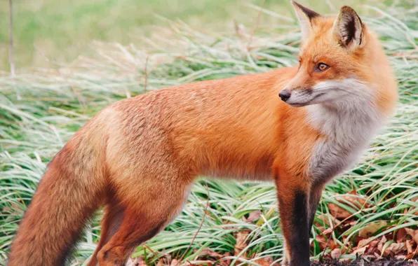 Взгляд, лиса, рыжая