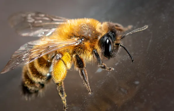 Картинка макро, природа, пчела