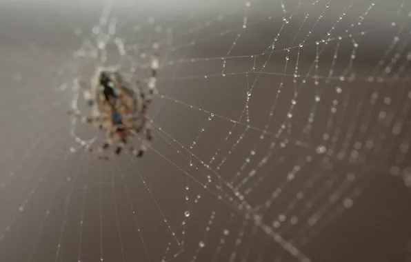 Spider, nature, macro, bokeh, web, worm