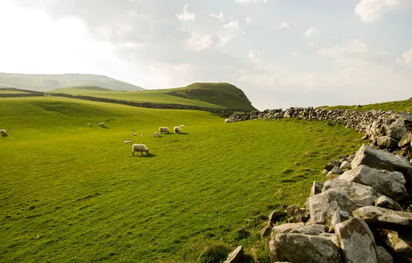 Картинка небо, трава, камни, овцы, Северная Ирландия, northern ireland