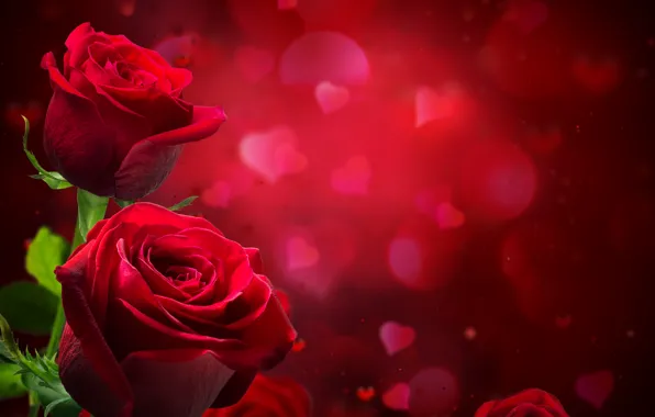 Блики, фон, розы, размытие, сердечки, красные, крупным планом