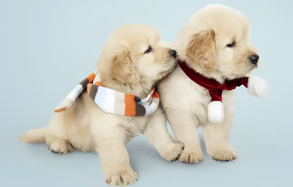 Собака, Новый Год, Рождество, щенок, лабрадор, Christmas, puppy, dog