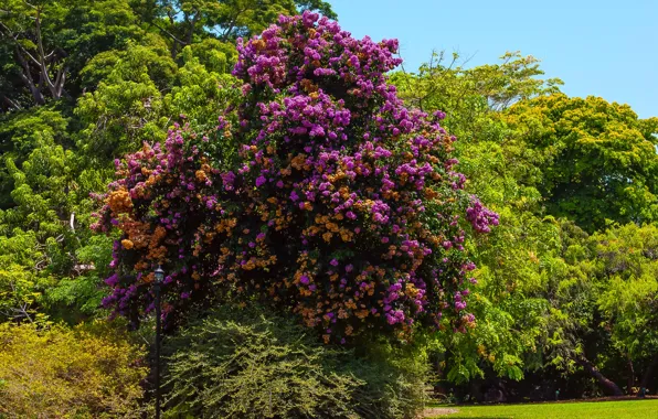 Трава, деревья, парк, США, солнечно, Bougainvillea, arborea, Fairchild Tropical Botanic Garden