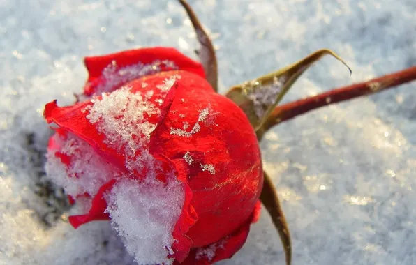 Макро, снег, роза, красная