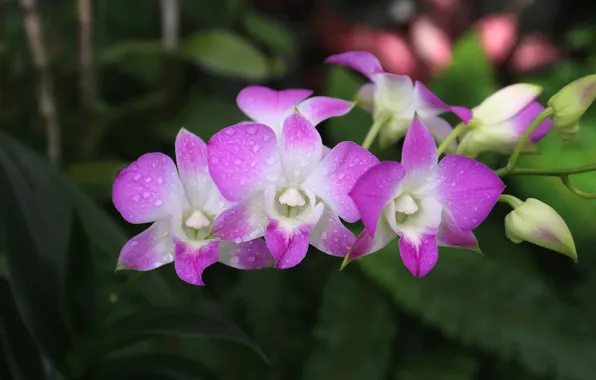 Картинка лепестки, цветение, орхидея, цветки, бело-фиолетовая