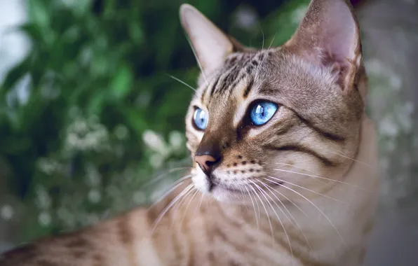 Взгляд, портрет, мордочка, голубые глаза, Бенгальская кошка
