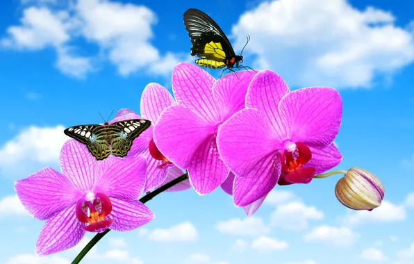 Картинка цветок, небо, облака, бабочки, голубое, орхидея, крупным планом