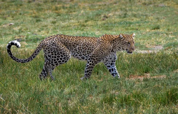 Картинка хищник, пятна, леопард, грация, Африка, окрас, дикая кошка