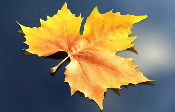 Картинка осень, природа, лист, рендеринг