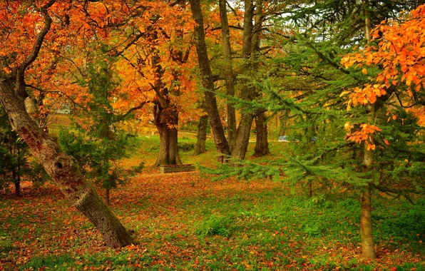 Осень, Деревья, Парк, Fall, Листва, Park, Autumn, Colors