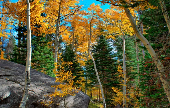 Картинка осень, лес, небо, деревья, камень, багрянец