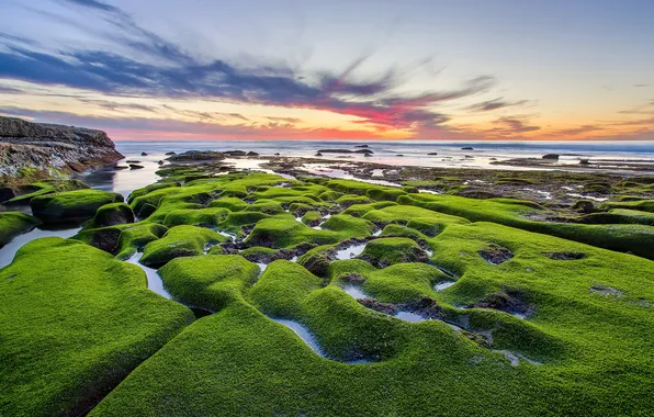 Картинка море, камни, мох, United States, California, San Diego, Draper Villas