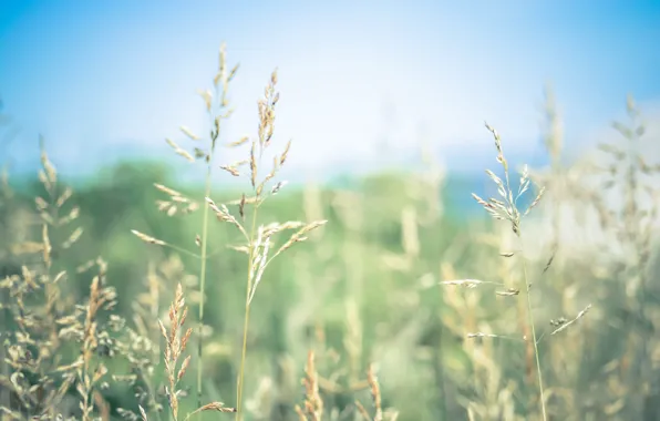 Grass, bokeh, sunny, seeds, stalks