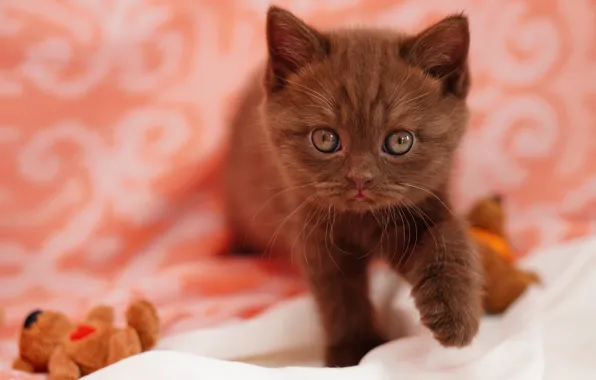 Кошка, взгляд, котенок, игрушка, лапки, мишка, ткань, мордашка