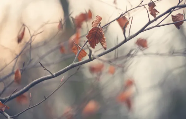 Осень, листья, природа