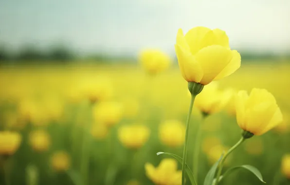 Поле, цветы, желтые, summer, field, yellow, flowers