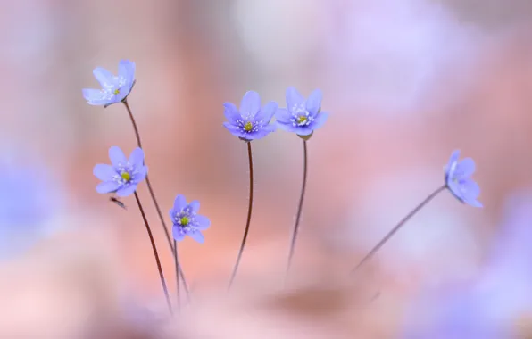 Цветы, природа, фиалки