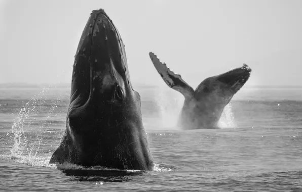 Whales, sea, playing