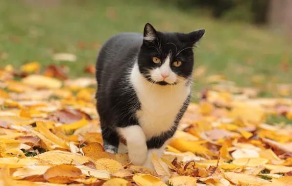 Кот, черно-белый, прогулка, осенние листья