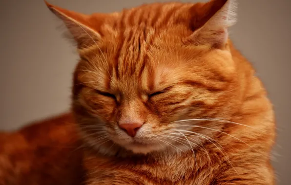 Картинка кошка, рыжая, дремлет