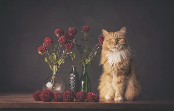 Кошка, кот, цветы, натюрморт