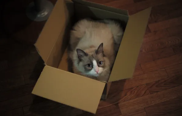 Картинка кошка, глаза, взгляд, коробка