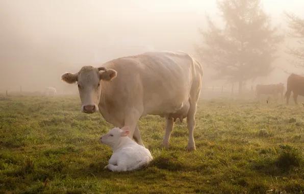 Картинка поле, туман, корова, скот, телёнок
