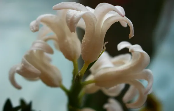 Макро, цветы, природа, белое, красиво, цветет, нежно, flower