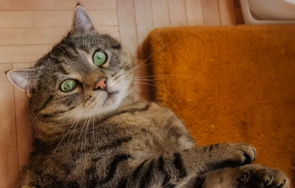 Кошка, кот, взгляд, морда, поза, серый, лапки, пол