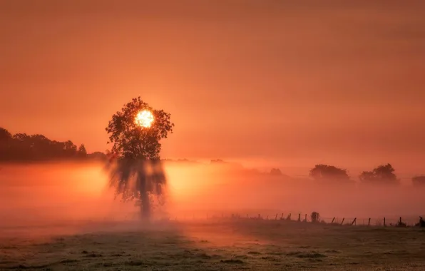 Закат, туман, дерево, Англия, Солнце