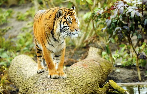 Картинка взгляд, тигр, дерево, хищник